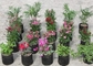 hydroponic growing system soft peony flower  nutrition bag  nursery bag generate peony