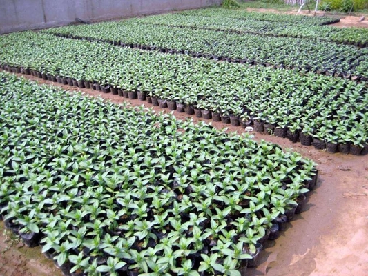 ผงพืชพลาสติกอ่อน Hydroponic ผงน้ําหมึก ผงน้ําอ่อนน้ําหนัก