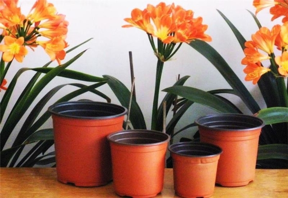 ขายร้อนกล่องกลม กล่องดอกไม้สด Hydroponic นุ่ม ทนต่อการแก่
