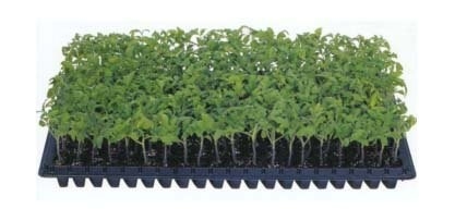 Plastic seedling trays in sydney seed starter tray For Pepper & Tomatoes seeding