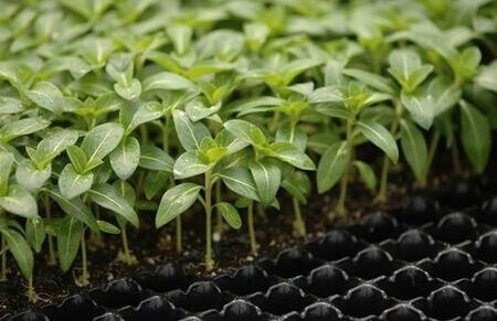Plastic seedling trays in sydney seed starter tray For Pepper & Tomatoes seeding