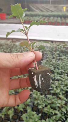 32, 50, 98, 108, , ถาดเพาะกล้า 200 ใบ, ถาดเพาะกล้า, ที่วางต้นกล้า